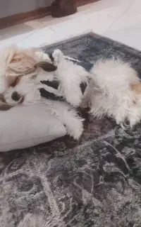 شیتزو ماده