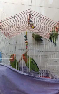 4عددپرنده