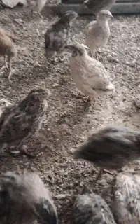 بلدرچین‌‌جوانواکسن خورده گوشتی وتخم گذار