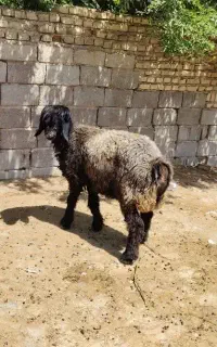 میش و بره