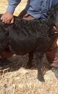 بره قوچ