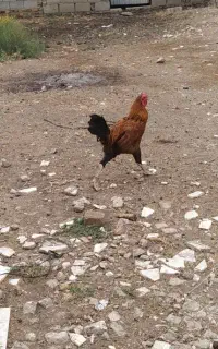 خروس دورگ جوان