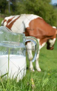 فروش شیر تازه و پرچرب گاوی