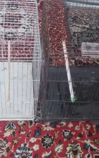 قفس سلام خوب هست