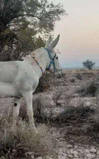 فروش الاغ