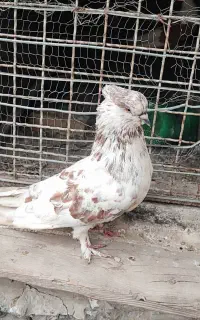 کبوتر گرگ