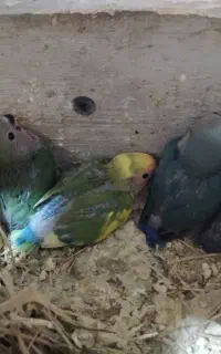 جوجه طوطی کوتوله کتول تعدادی قفس