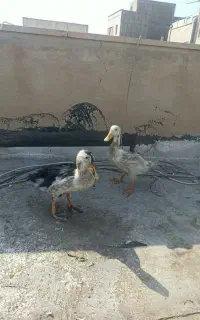 اردک