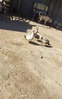 اردک اسرائیلی