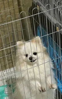 پامرانین پوزه بسیار کوتاه تراکم مو بالا ۱سالو نیمه