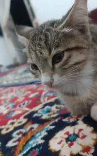 گربه