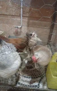 مرغ تخمگذار