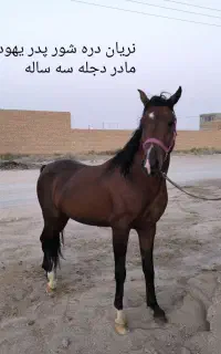 اسب دره شور مدرکدار