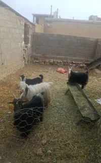بز شهرکردی