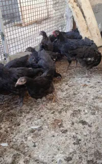 جوجه مرغ