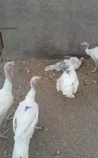 فروش مرغ پومی گلپایگانی وبوقلمون گوشتی