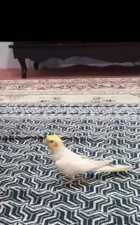 عروس هلندی گم شده