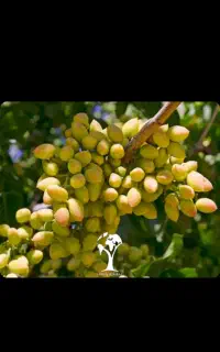 خرید پسته خوشه دانه