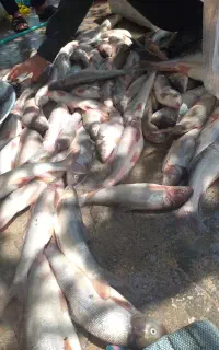 ماهی رود خانه ای کیلو200