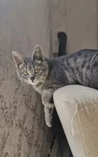 گربه