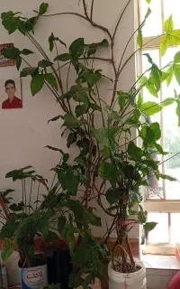 گل های متنوع