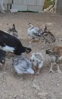 جوجه گلین و لری