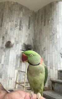 طوطی ملنگ کم شده