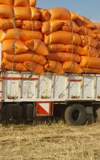 کاه گندم دیم درجه یک