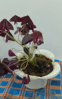 گل پتوس وپروانه ای طبیعی