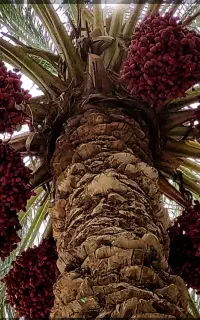 چهل عدد خوشه خرما خوشه ای یک ملیون باغدشت