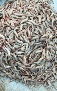 میگو سر تیز درشت + ارسال