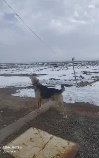 سگ پژدر