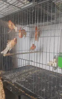 قناری ردفکتور جوجه پارساله