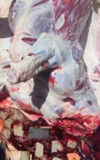 قصاب
