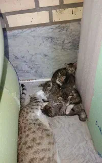 گربه
