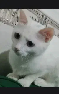 گربه خانگی قیمت دو تومن