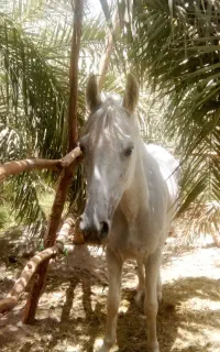 اسب مادیون