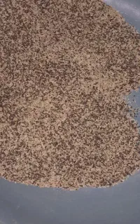 اسپند تازه