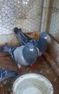 نرو ماده پلاکی