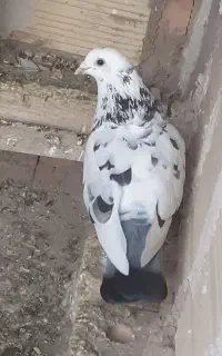 کبوتر