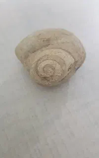 فسیل حلزون
