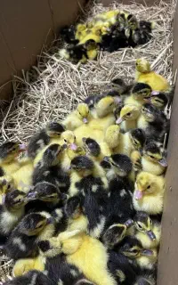 جوجه اردک روسی اسراییلی (خارجی ) پنچ روزه