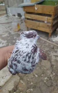 گرگی