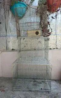 قفس
