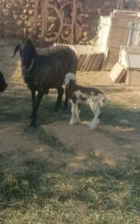 میش سیاه محله درجه یک