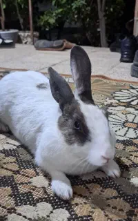 خرگوش