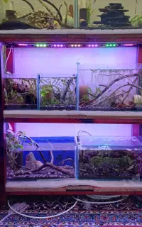 آکواریوم و ماهی