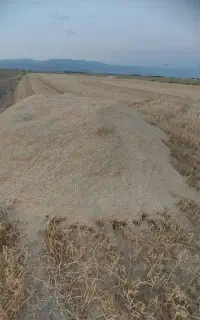کاه گندم