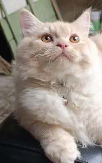 گربه نر جفتگیری