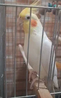 عروس هلندی